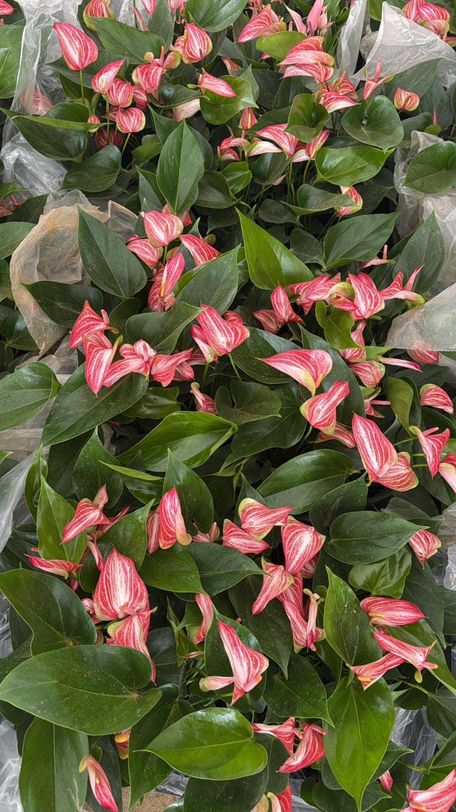NJATTADY AGRO STORES AND NURSERY