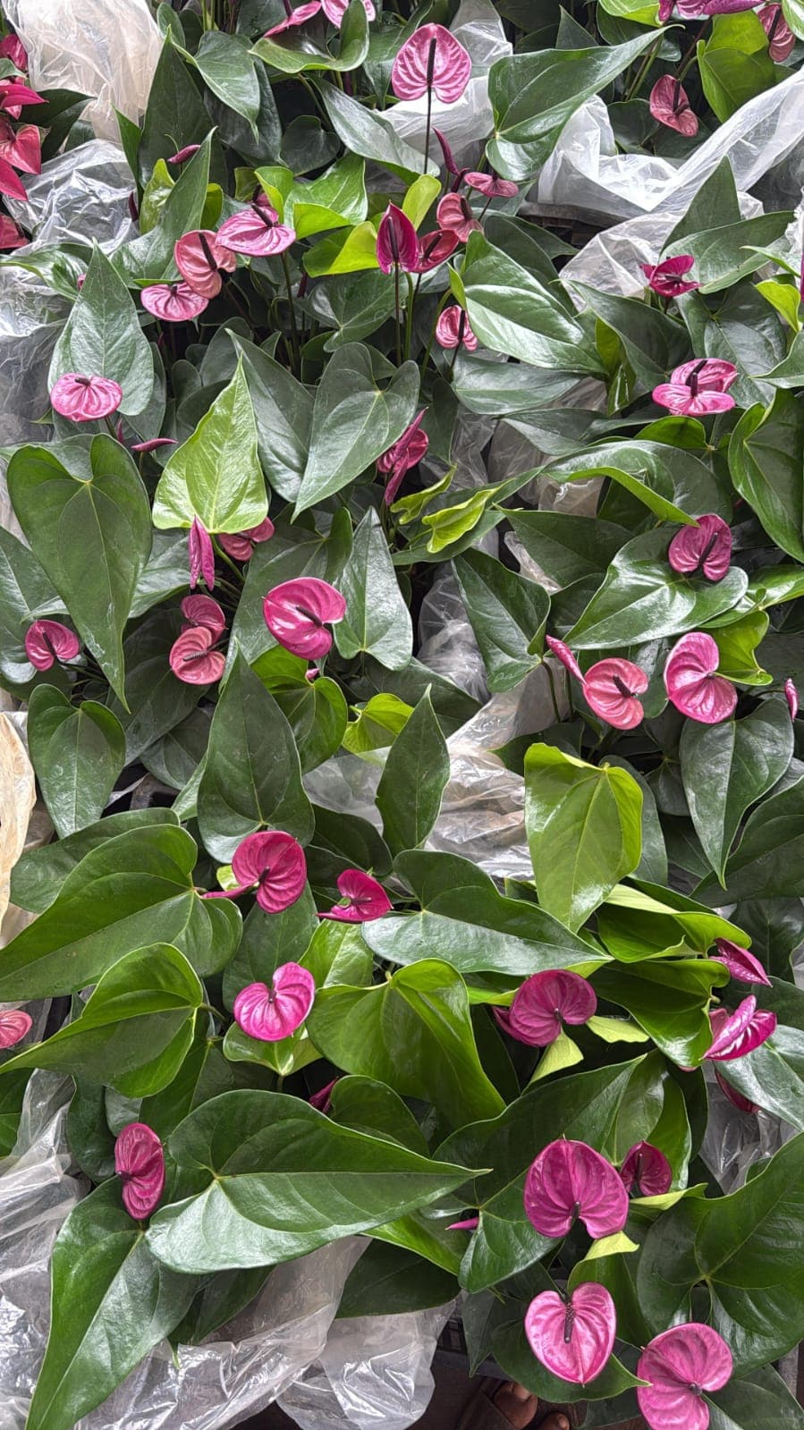 NJATTADY AGRO STORES AND NURSERY