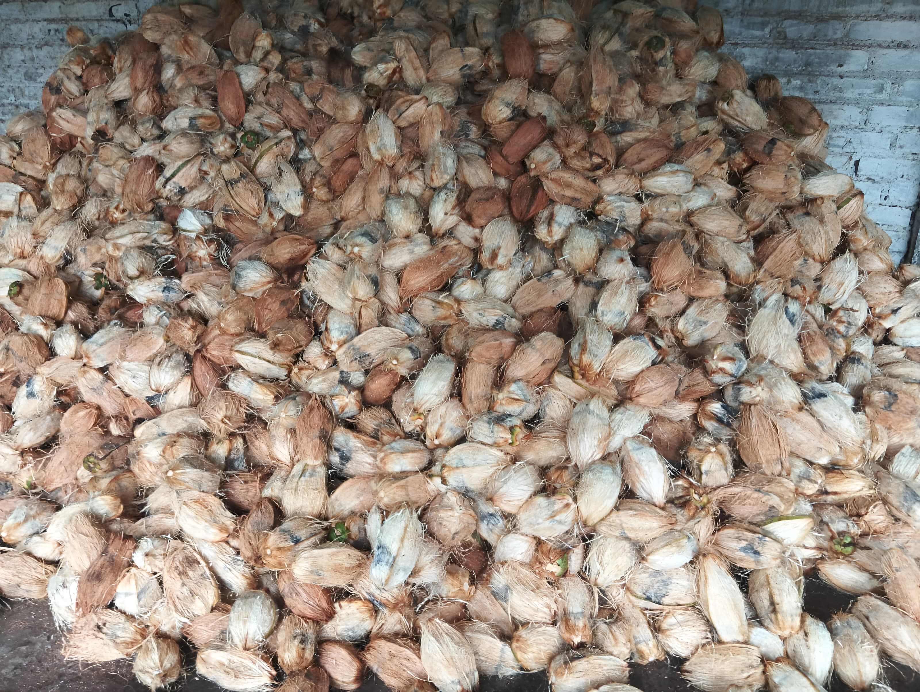Suriya Coconut Shop
