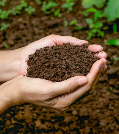 Youngbud Rottrainer Nursery Pvt. Ltd