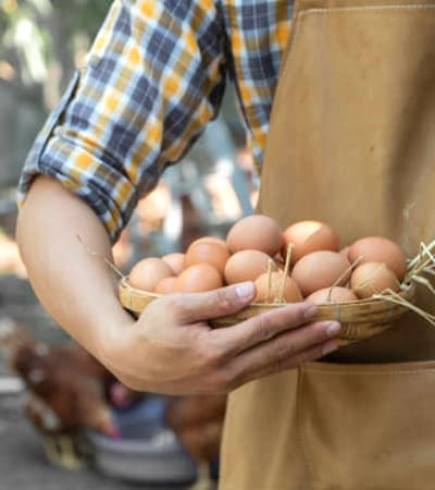 CJT Egg Suppliers