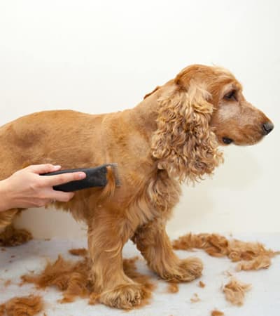 Spa My Pet