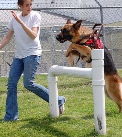 Schon K9 Dog Training Centre