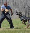 Leonardo Voila Dog Training School