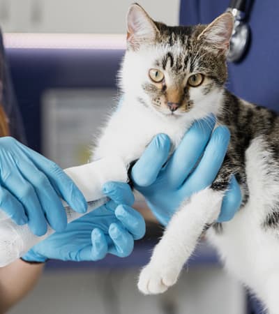 District Veterinary centre