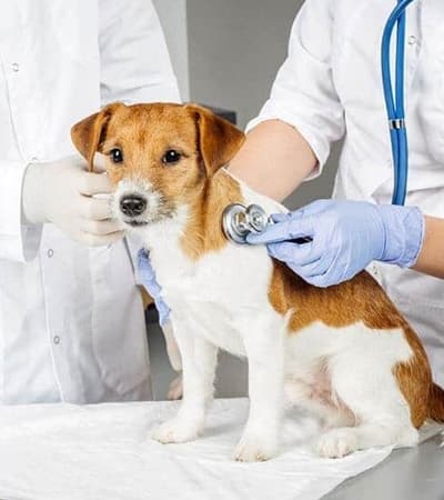 District Veterinary Hospital