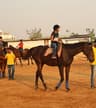 Horizon Horses