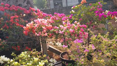 Abhana's Garden